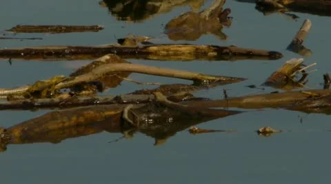 Driftwood in river 스톡 동영상 12525837