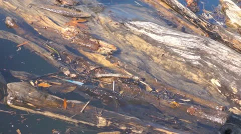 Driftwood in river 스톡 동영상 12616629