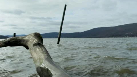 Driftwood by River Stock Footage 301926922