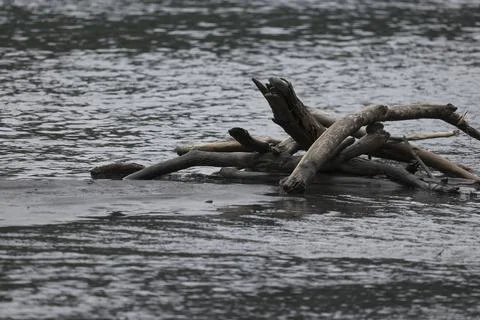 Driftwood in a River Stock Photos