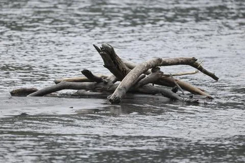 Driftwood in a River Stock Photos