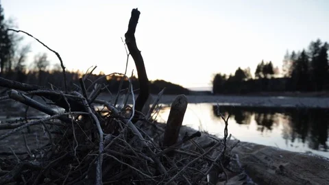 Driftwood On Riverbank Stock Footage