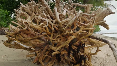 Driftwood Root on Beach Stock Footage 203990226