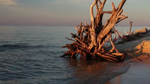 Driftwood roots and waves Stock Footage 44231386