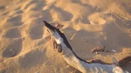 Driftwood On Sand In Beach Stock Footage