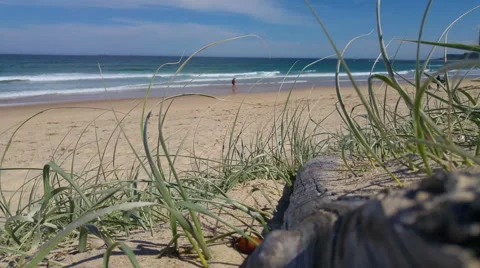Driftwood in the sand dunes Stock Footage 61146521
