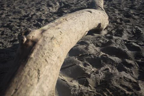 Driftwood on the sand Stock Photos