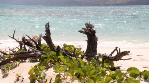 Driftwood on the Sandy Beach and the Lapping Waves Stock Footage 327586979