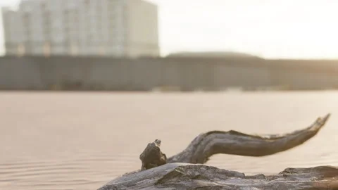 Driftwood on sandy beach with buildings in background during sunset Stock Footage 342052267