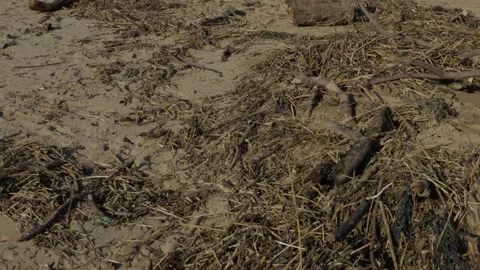 Driftwood on a sandy beach in Cornwall Stock Footage 232132418