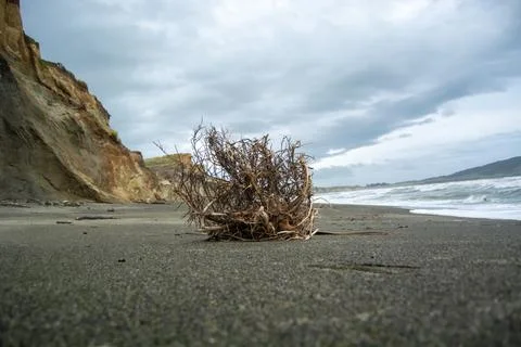 Driftwood on a Sandy Beach with Dramatic Sky Stock Photos