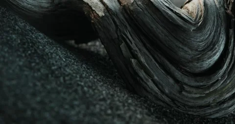 Driftwood on Sandy Beach. Stock Footage 272579203