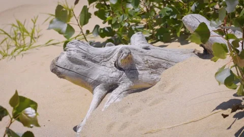 Driftwood on sandy beach Stockbeeldmateriaal 277422991