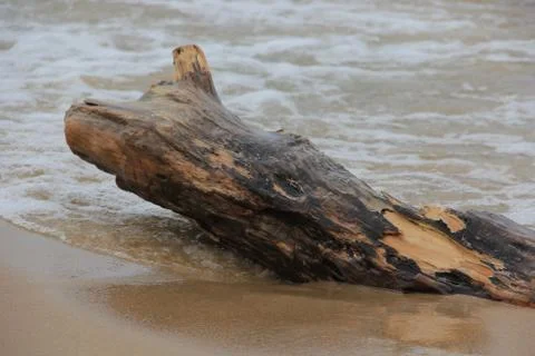 Driftwood on sandy beach Stock Photos