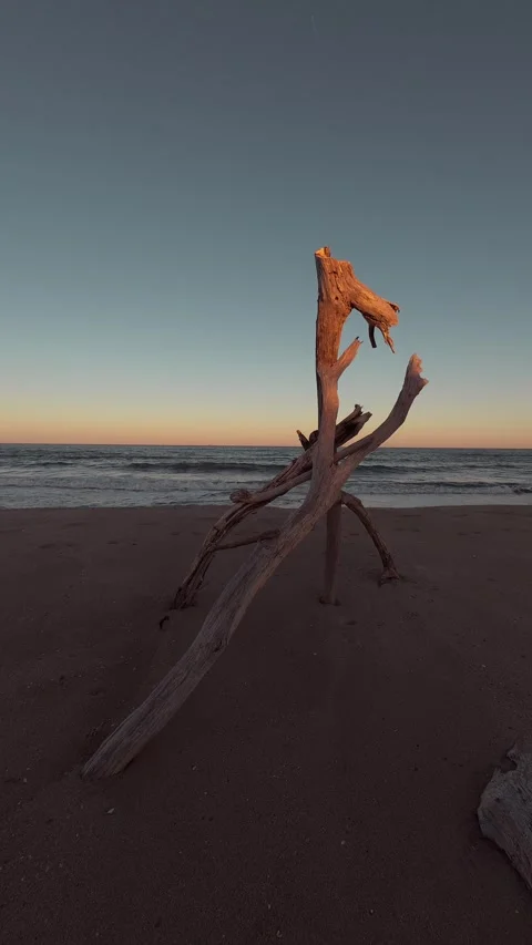 Driftwood sculpture on sandy beach at sunset with sea ocean waves background Vídeos de archivo 347641663