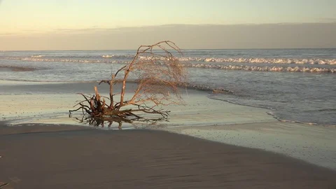Driftwood seascape Stock Footage 71663257
