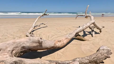 Driftwood on a Serene Beach Vídeos de archivo 281230759