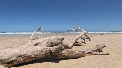 Driftwood on a Serene Beach Stock Footage 284306410