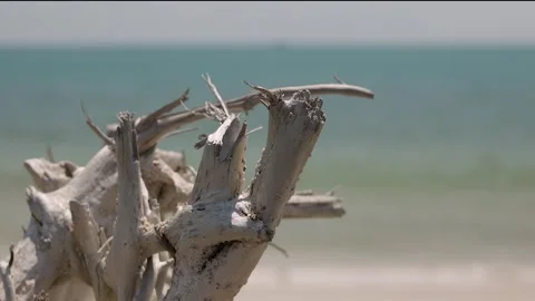 Driftwood with shells, Langkawi Stock Footage 340959833