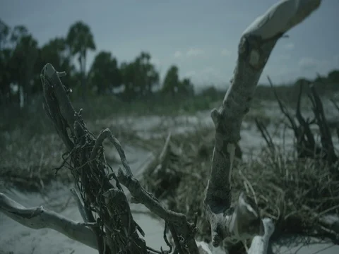 Driftwood on the Shore 4K Vídeos de archivo 84046949