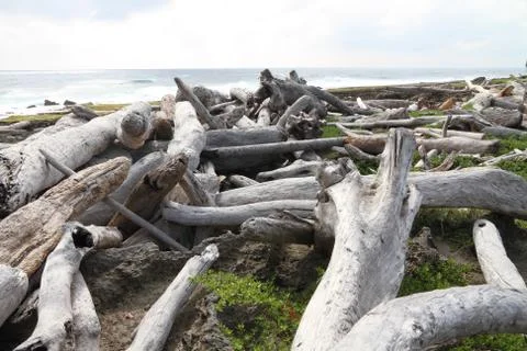 Driftwood on shore Stock Photos