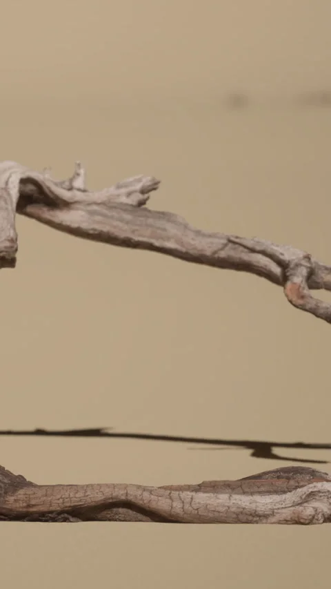Driftwood stick positioned on a flat surface by an unknown background Stock Footage 341987326