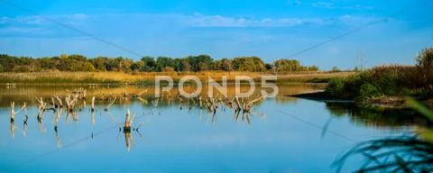 Driftwood sticking Stock Photos