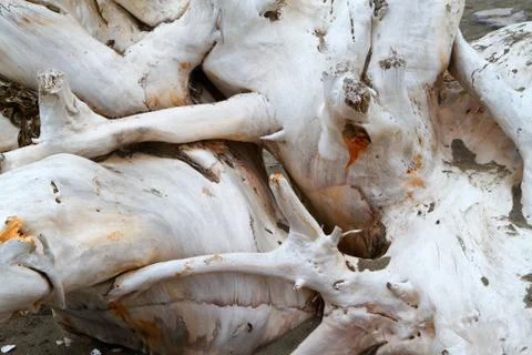 Driftwood tangle Stock Photos