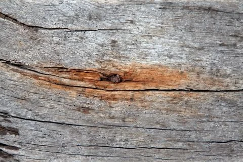Driftwood texture 写真素材