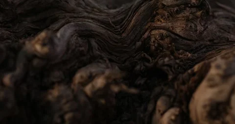 Driftwood Texture at Sunlight. Stock Footage 259919179