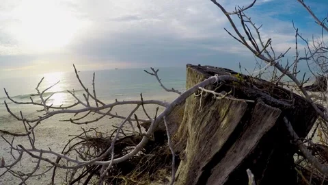 Driftwood Timelapse Stock Footage 310804496