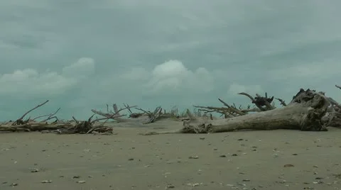 Driftwood treasures Stock-Footage 11115501