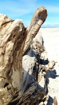 Driftwood tree on the beach Stock Photos