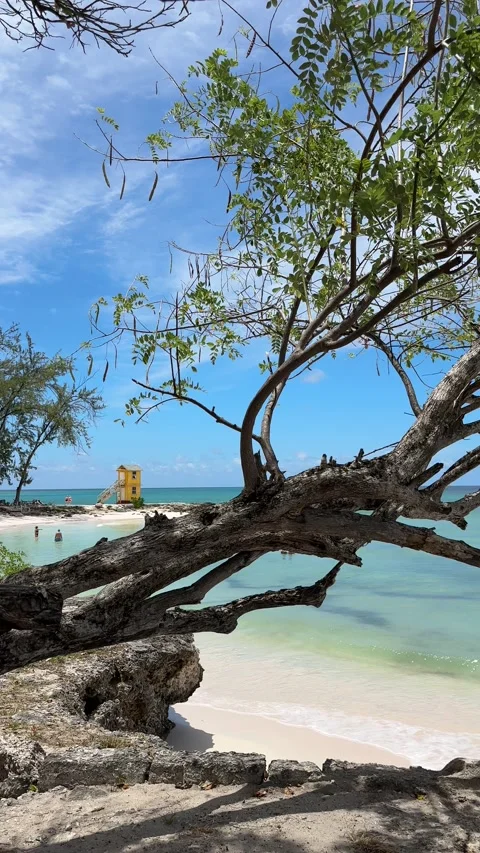 Driftwood tree frames Barbados beach with yellow lifeguard tower Stock Footage 337418751