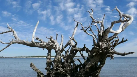 Driftwood tree with ocean waves behind environmental background Stock Footage 331326349
