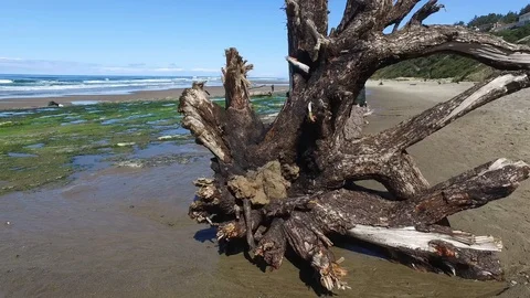 Driftwood Tree Roots on Beach Lockdown Stock Footage 87927109
