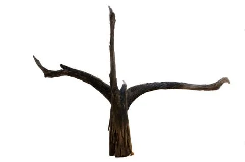 Driftwood tree stump Stock Photos
