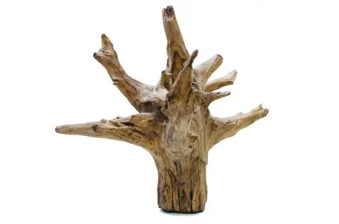 Driftwood tree stump Stock Photos