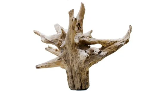 Driftwood tree stump Stock Photos