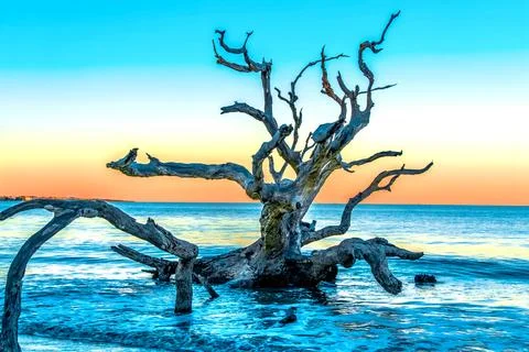 Driftwood Tree at Sunset 库存照片