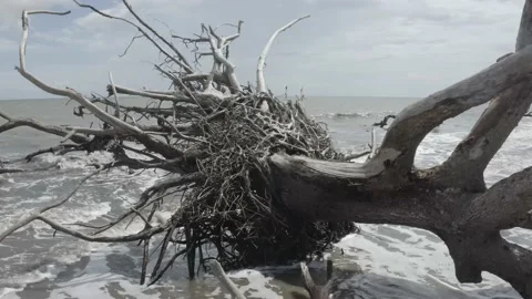 Driftwood Water Video stock 148594952
