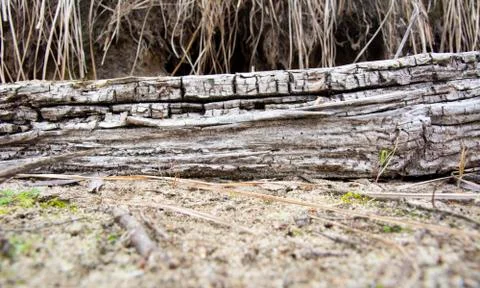 Driftwoods. Grey tree branches lying over the water, dry dead wood in a lake Stock Photos