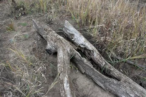 Driftwoods. Grey tree branches lying over the water, dry dead wood in a lake Stock Photos