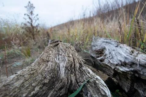 Driftwoods. Grey tree branches lying over the water, dry dead wood in a lake Stock Photos
