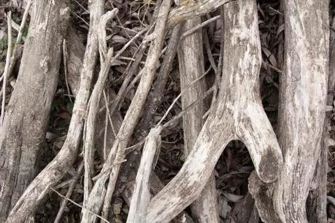 Driftwoods. Grey tree branches lying over the water, dry dead wood in a lake Stock Photos