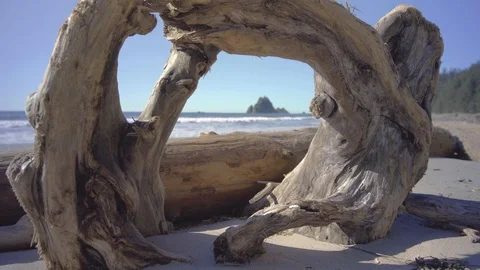 Driftwoood on beach Stock Footage 87439832