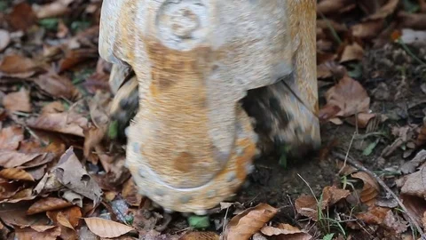 Drill bit head begins drilling into earth Stock Footage 77278422