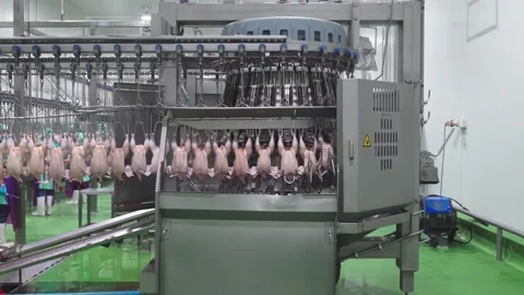 Drill Chicken ass002 Stock Footage 166224935