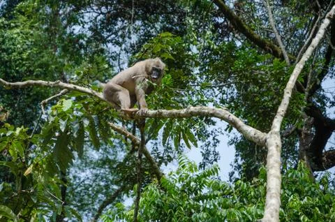 Drill monkey climbing tree and feeding on berries in rain forest of Nigeria Stock Photos