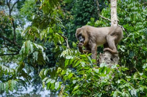 Drill monkey climbing tree and feeding on berries in rain forest of Nigeria Stock Photos